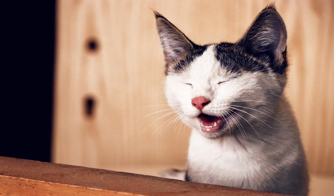 Allergie bei Katzen Auslöser erkennen und erfolgreich